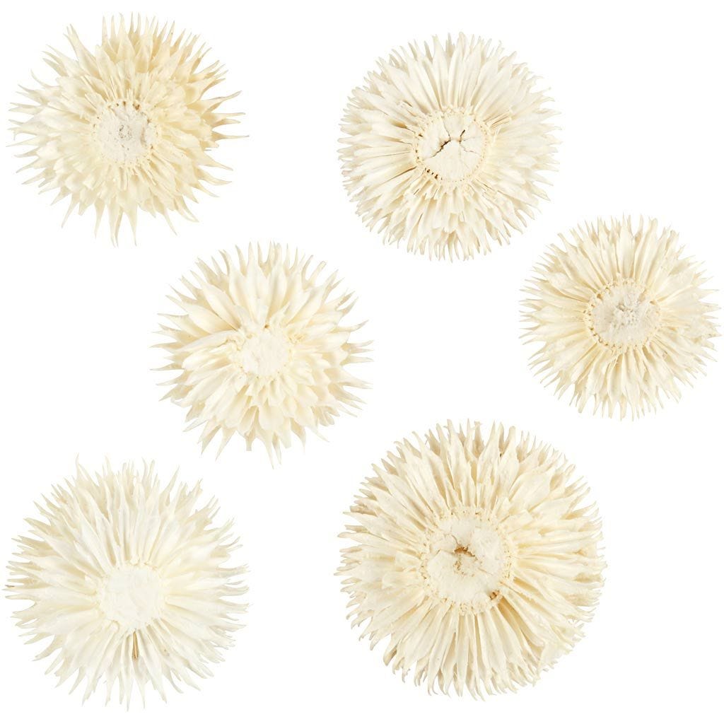 Dried Flower Heads Teasel Dipsacus 3-5cm 6-Pack Bleached Wreaths Decorations