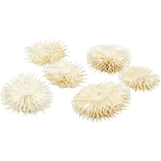 Dried Flower Heads Teasel Dipsacus 3-5cm 6-Pack Bleached Wreaths Decorations