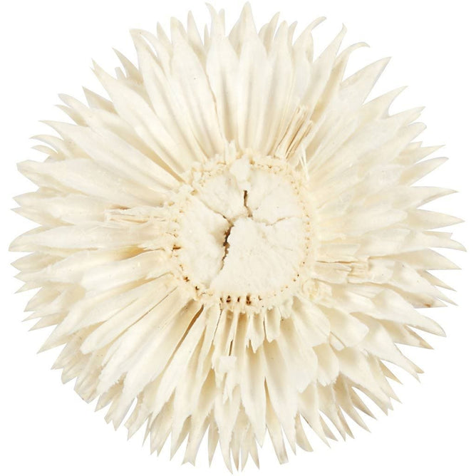 Dried Flower Heads Teasel Dipsacus 3-5cm 6-Pack Bleached Wreaths Decorations