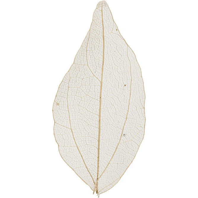 Assorted Colours Skeleton Leaves L: 6-8 cm Genuine Dried Colour Decorative Card