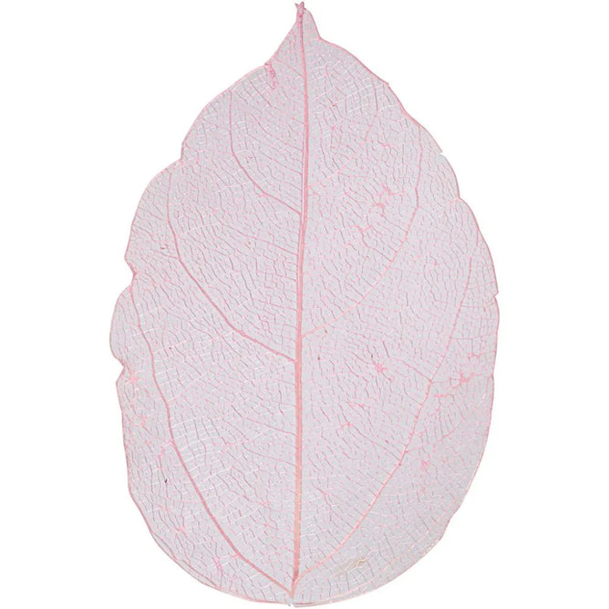 Assorted Colours Skeleton Leaves L: 6-8 cm Genuine Dried Colour Decorative Card