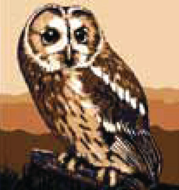 Collection d'Art Printed Needlepoint Tapestry Canvas Kit Needlecraft 20x20cm - Brown Owl