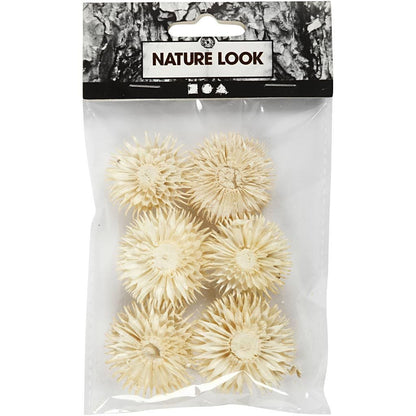 Dried Flower Heads Teasel Dipsacus 3-5cm 6-Pack Bleached Wreaths Decorations